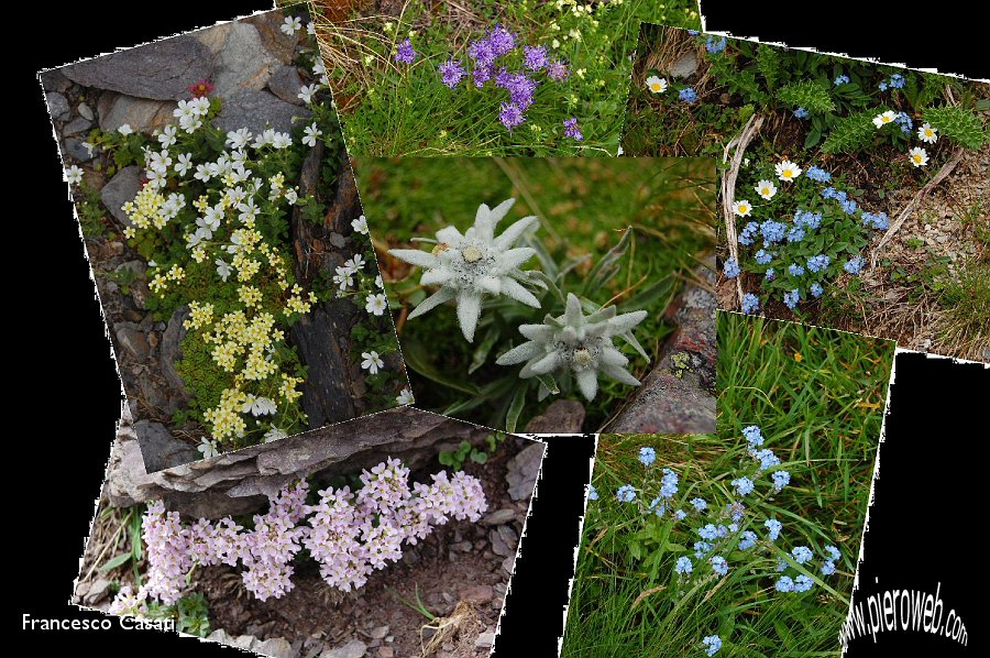23 collage di fiori2.jpg - 23 collage di fiori2.